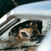 Man's Best Friend - galeria zdjęć - filmweb