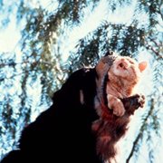 Man's Best Friend - galeria zdjęć - filmweb