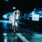Bowfinger - galeria zdjęć - filmweb