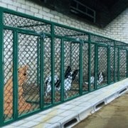 The Plague Dogs - galeria zdjęć - filmweb