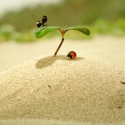 Minuscule - Les mandibules du bout du monde - galeria zdjęć - filmweb