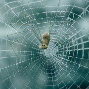 Minuscule - Les mandibules du bout du monde - galeria zdjęć - filmweb