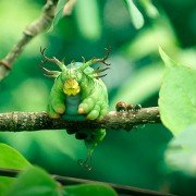Minuscule - Les mandibules du bout du monde - galeria zdjęć - filmweb
