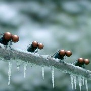 Minuscule - Les mandibules du bout du monde - galeria zdjęć - filmweb