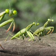 Minuscule - Les mandibules du bout du monde - galeria zdjęć - filmweb