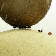 Minuscule - Les mandibules du bout du monde - galeria zdjęć - filmweb