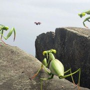 Minuscule - Les mandibules du bout du monde - galeria zdjęć - filmweb
