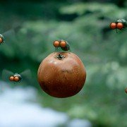Minuscule - Les mandibules du bout du monde - galeria zdjęć - filmweb