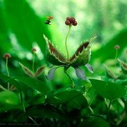 Minuscule - Les mandibules du bout du monde - galeria zdjęć - filmweb