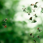 Minuscule - Les mandibules du bout du monde - galeria zdjęć - filmweb