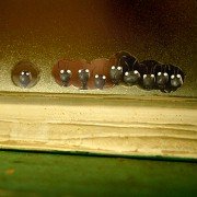Minuscule - Les mandibules du bout du monde - galeria zdjęć - filmweb