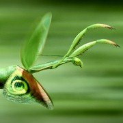 Minuscule - Les mandibules du bout du monde - galeria zdjęć - filmweb