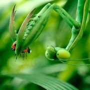 Minuscule - Les mandibules du bout du monde - galeria zdjęć - filmweb