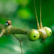 Minuscule - Les mandibules du bout du monde - galeria zdjęć - filmweb