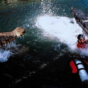 Aligator - Lake Placid - galeria zdjęć - filmweb