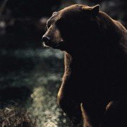 Lake Placid - galeria zdjęć - filmweb
