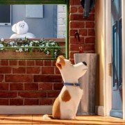 The Secret Life of Pets - galeria zdjęć - filmweb