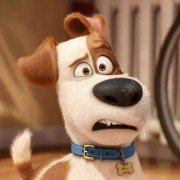 The Secret Life of Pets - galeria zdjęć - filmweb