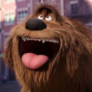 The Secret Life of Pets - galeria zdjęć - filmweb
