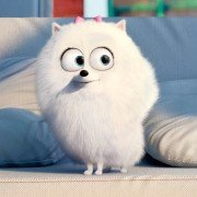 The Secret Life of Pets - galeria zdjęć - filmweb