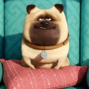 The Secret Life of Pets - galeria zdjęć - filmweb