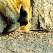 Tiny World - galeria zdjęć - filmweb