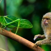 Tiny World - galeria zdjęć - filmweb