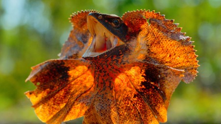 Sezon 1 Odcinek 4 Australijski busz