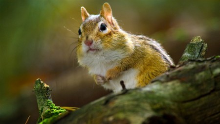 Sezon 1 Odcinek 5 Las