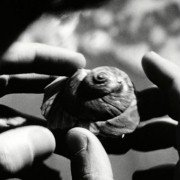 Pi - galeria zdjęć - filmweb