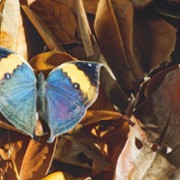 Attenborough's Life in Colour - galeria zdjęć - filmweb