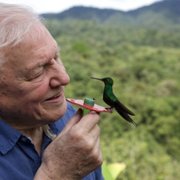 Attenborough's Life in Colour - galeria zdjęć - filmweb