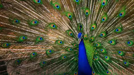 David Attenborough: Życie w kolorze - galeria zdjęć - filmweb