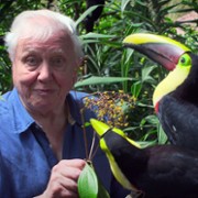 David Attenborough: Życie w kolorze - galeria zdjęć - filmweb