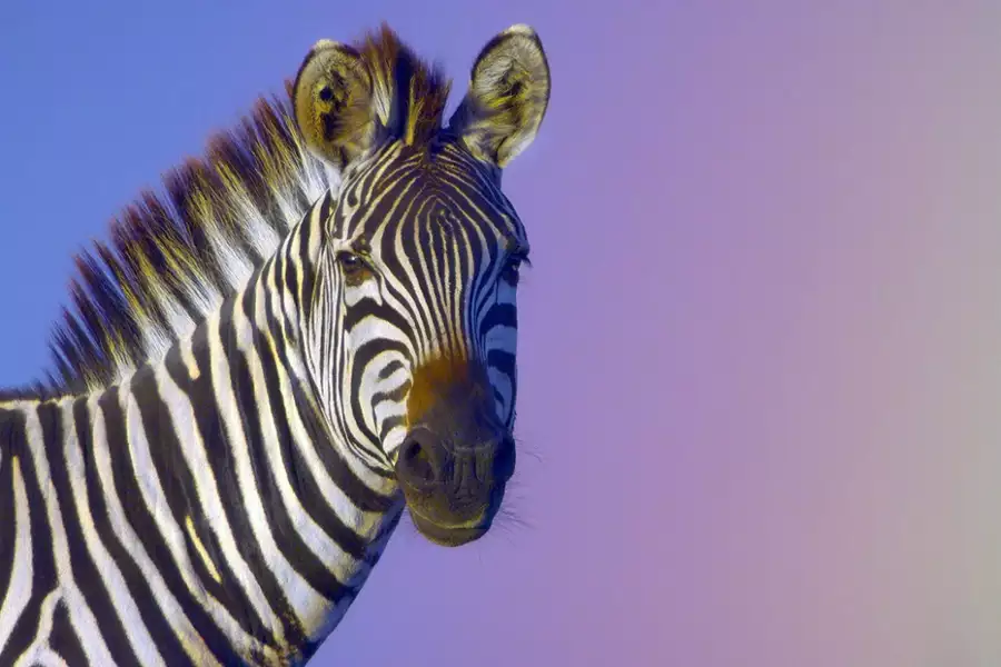 David Attenborough: Życie w kolorze - galeria zdjęć - filmweb