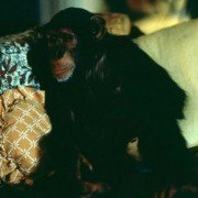 Being John Malkovich - galeria zdjęć - filmweb