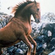 Srebrny rumak - galeria zdjęć - filmweb