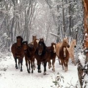 Srebrny rumak - galeria zdjęć - filmweb