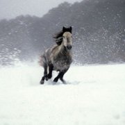 The Silver Brumby - galeria zdjęć - filmweb