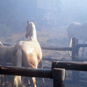 The Silver Brumby - galeria zdjęć - filmweb