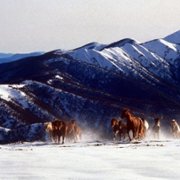 The Silver Brumby - galeria zdjęć - filmweb