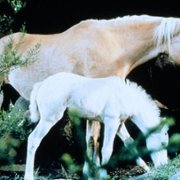 The Silver Brumby - galeria zdjęć - filmweb