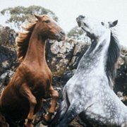 The Silver Brumby - galeria zdjęć - filmweb