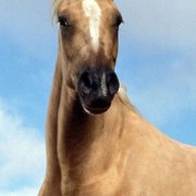 The Silver Brumby - galeria zdjęć - filmweb