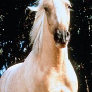 The Silver Brumby - galeria zdjęć - filmweb
