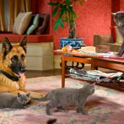 Psy i koty: Odwet Kitty - galeria zdjęć - filmweb
