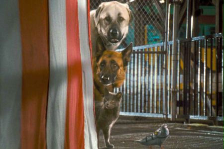 Psy i koty: Odwet Kitty - galeria zdjęć - filmweb