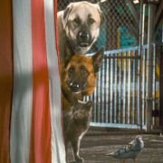 Cats & Dogs: The Revenge of Kitty Galore - galeria zdjęć - filmweb