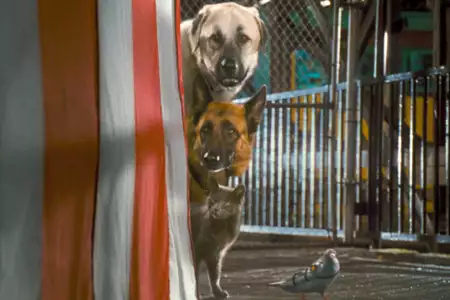 Psy i koty: Odwet Kitty - galeria zdjęć - filmweb