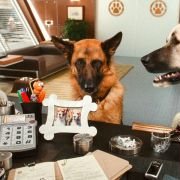 Cats & Dogs: The Revenge of Kitty Galore - galeria zdjęć - filmweb